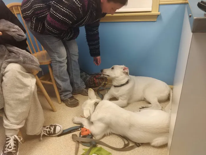 Gray Fox Animal Hospital, LLC 7