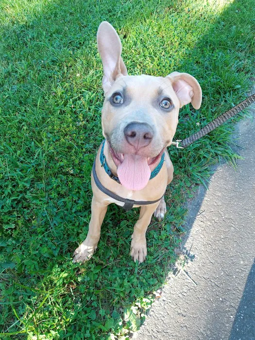 Bethel Animal Hospital: Hannon Jennifer DVM 1