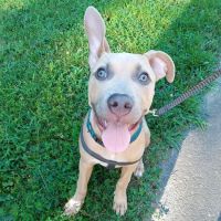 Bethel Animal Hospital: Hannon Jennifer DVM ico