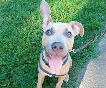Bethel Animal Hospital: Hannon Jennifer DVM