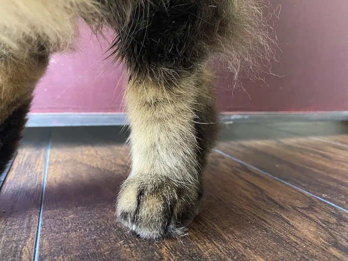 Bethel Mill Animal Hospital 3