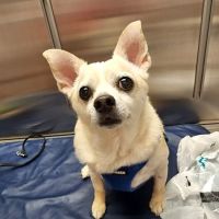 Bethel Mill Animal Hospital ico