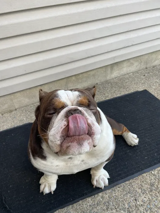 Clementon Animal Hospital 12