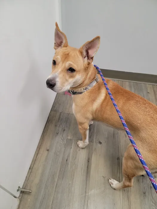 Clementon Animal Hospital 12