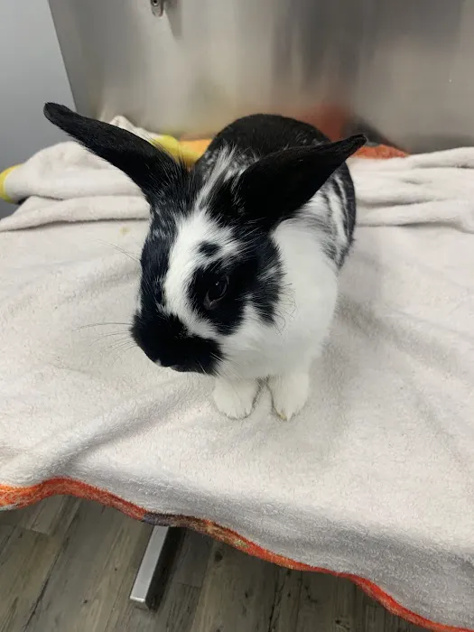 Clementon Animal Hospital 12