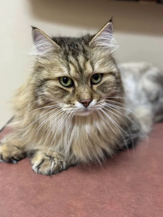Clementon Animal Hospital 12