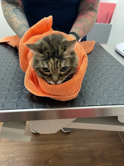 South Jersey Cat Clinic 2