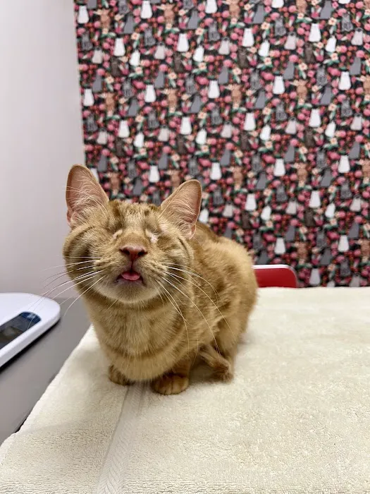 South Jersey Cat Clinic 1