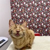 South Jersey Cat Clinic ico