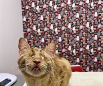 South Jersey Cat Clinic