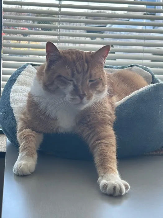 South Jersey Cat Clinic 3