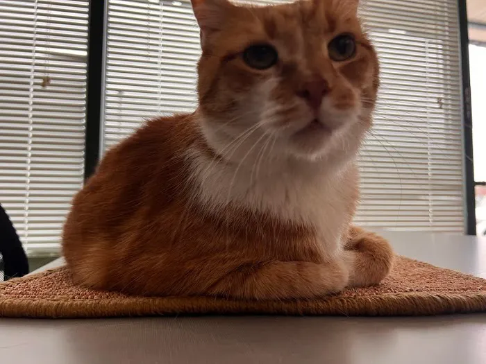 South Jersey Cat Clinic 4