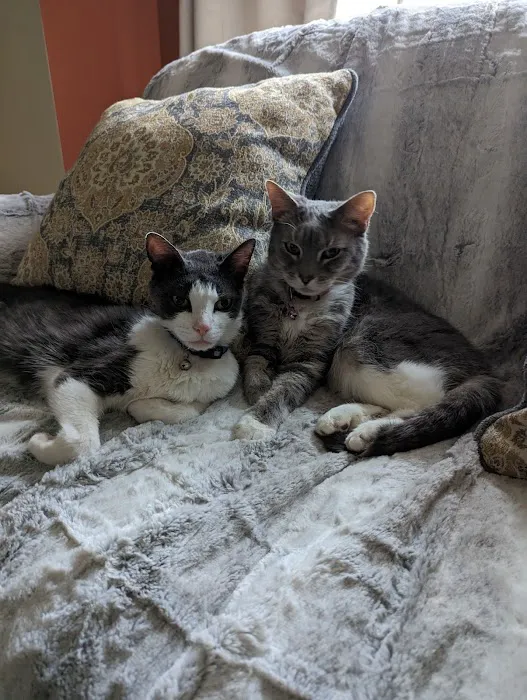 South Jersey Cat Clinic 6