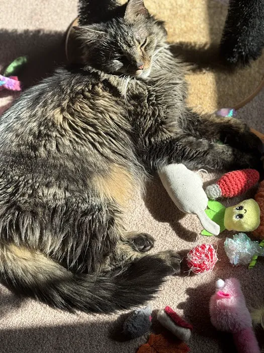 South Jersey Cat Clinic 10