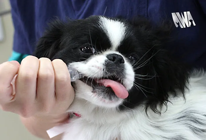 Animal Welfare Association Pet Clinic 2