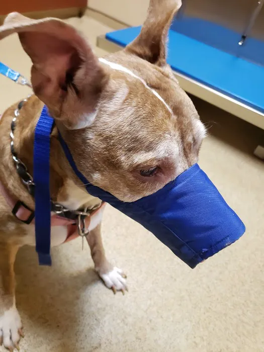 Devon Veterinary Hospital 6