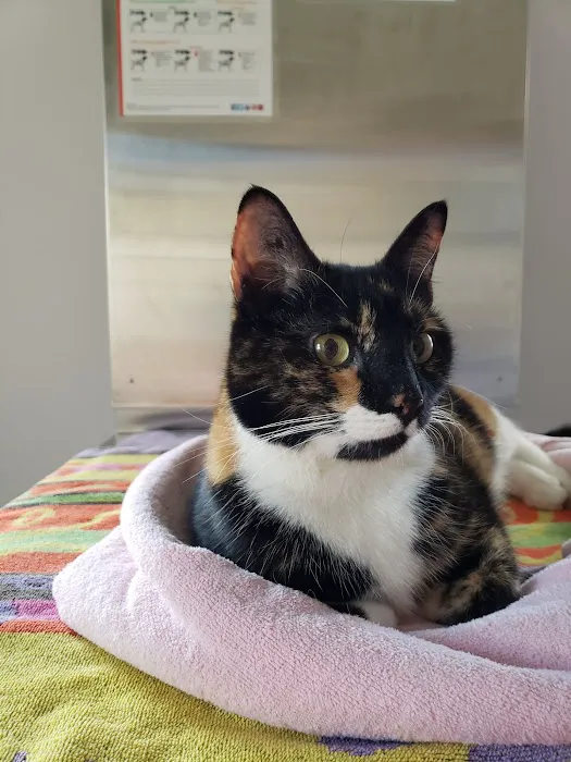 Berwyn Veterinary Center For Integrative Medicine 3