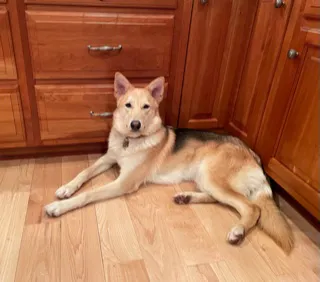 Berwyn Veterinary Center For Integrative Medicine 8