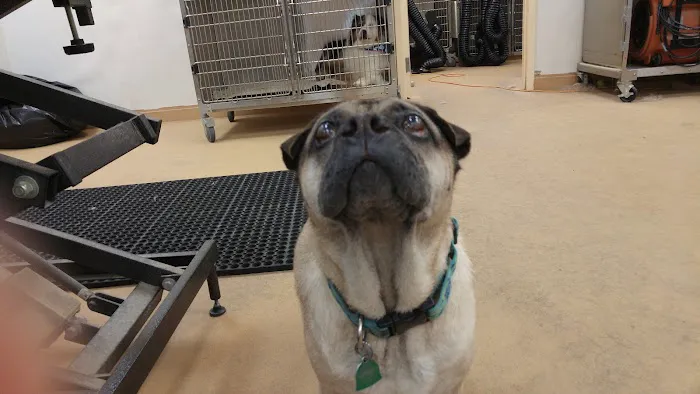 VCA Wellington Animal Hospital 1
