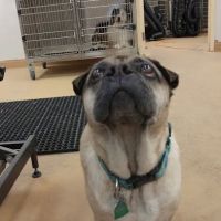 VCA Wellington Animal Hospital ico