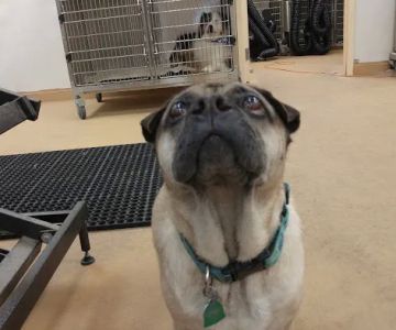 VCA Wellington Animal Hospital