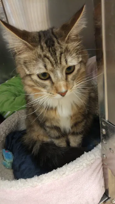 VCA Wellington Animal Hospital 8
