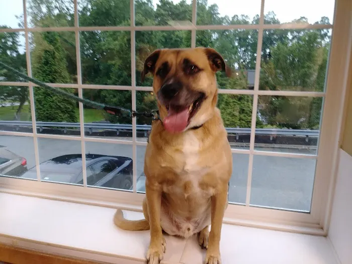 VCA Wellington Animal Hospital 10