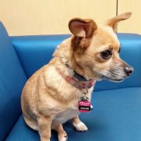 Banfield Pet Hospital ico
