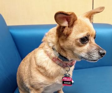 Banfield Pet Hospital