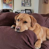 Veterinarian Recommended Solutions ico