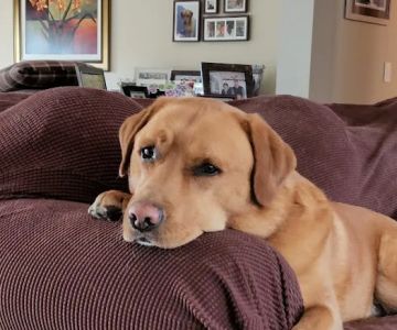 Veterinarian Recommended Solutions