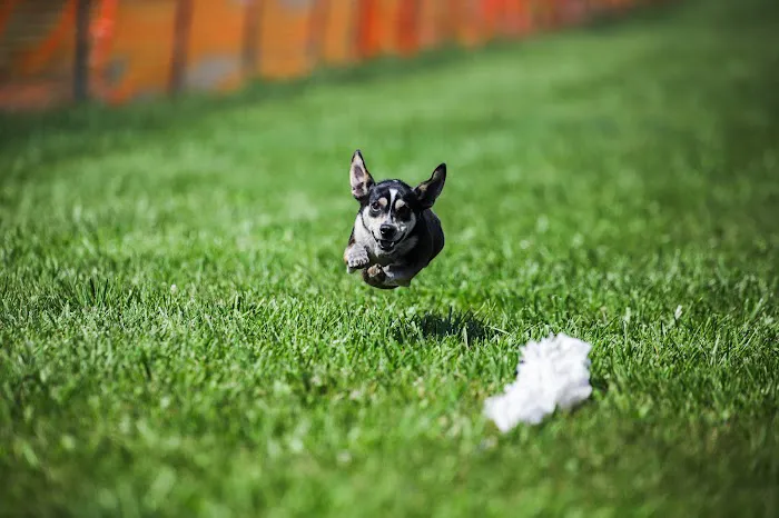 Veterinarian Recommended Solutions 3