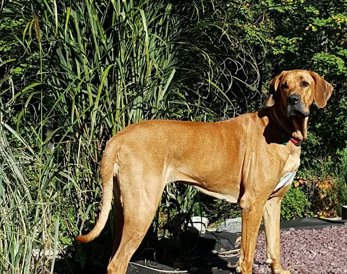 Veterinarian Recommended Solutions 10