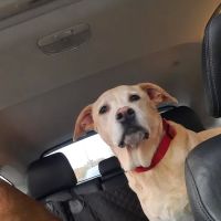 Glen Mills Veterinary Hospital ico