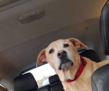 Glen Mills Veterinary Hospital