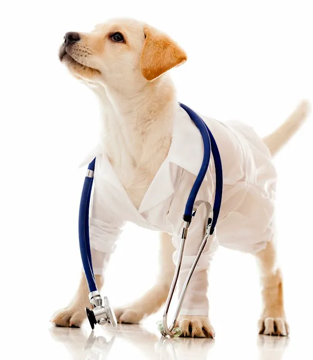Glen Mills Veterinary Hospital 3