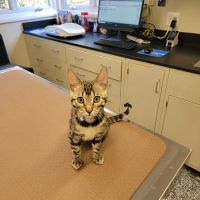 Brandywine Veterinary Hospital ico