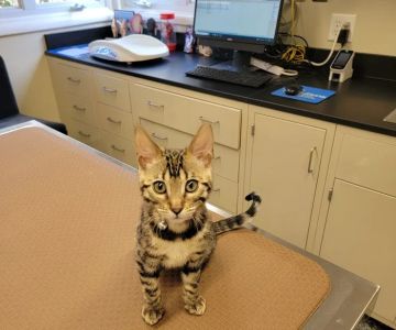 Brandywine Veterinary Hospital