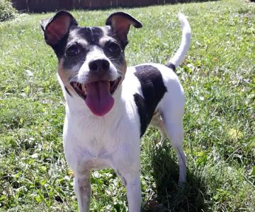Concord Pike Veterinary Hospital: Xanthopoulos Cindy VMD