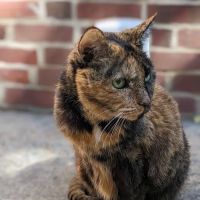 Concord Pike Veterinary Hospital ico