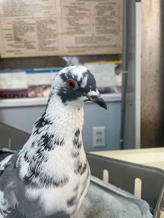 Exotic and Small Animal Hospital of Pennsylvania 4