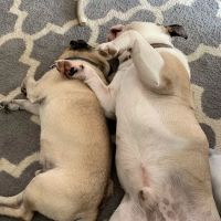 Brookhaven Veterinary Hospital ico