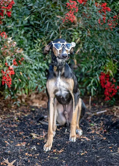 Brookhaven Veterinary Hospital 9