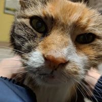 West Chester Veterinary Medical Center ico