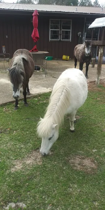 Equine Medical and Surgical Associates 1