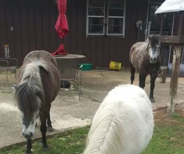 Equine Medical and Surgical Associates