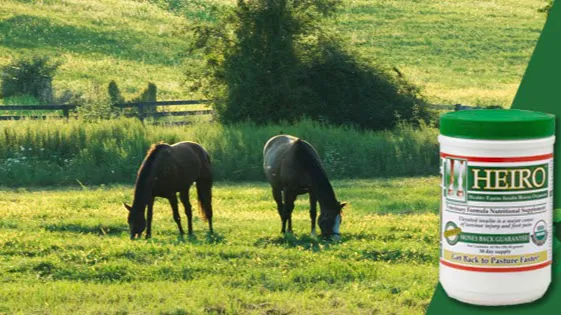 Equine Medical and Surgical Associates 2