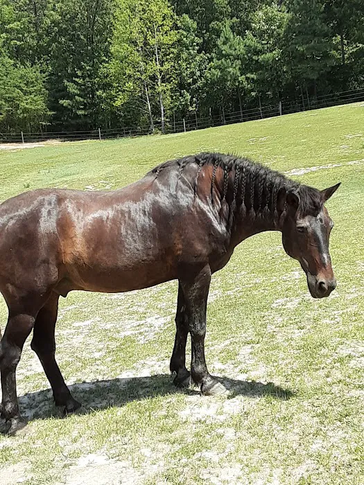 Equine Medical and Surgical Associates 5