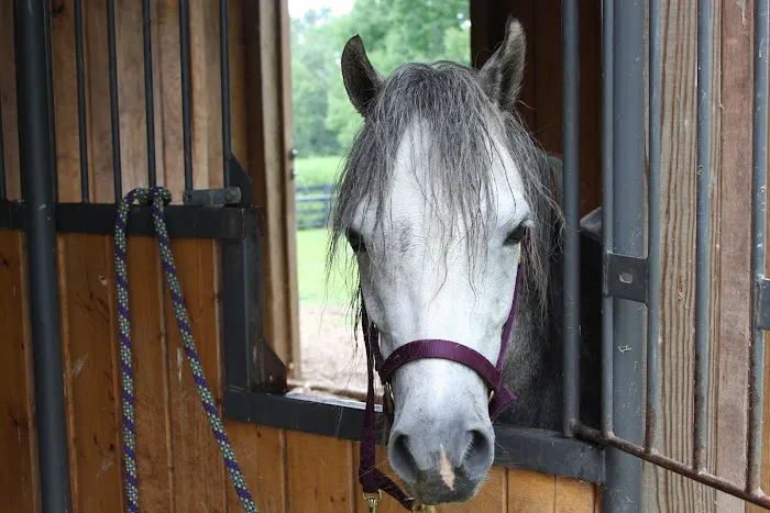 Equine Medical and Surgical Associates 6