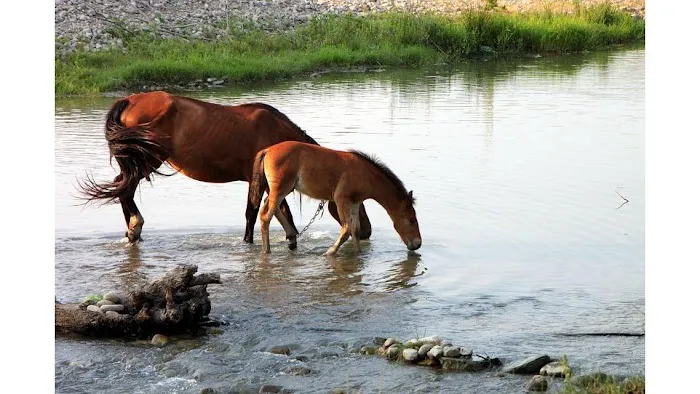 Equine Medical and Surgical Associates 8